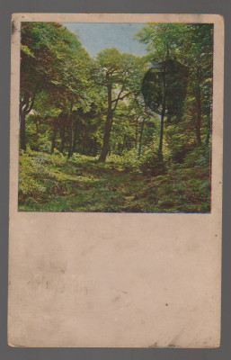 CPIB 20846 CARTE POSTALA, FELICITARE - PEISAJ, PADUREIM BUCHENWALD, 1904 foto
