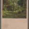 CPIB 20846 CARTE POSTALA, FELICITARE - PEISAJ, PADUREIM BUCHENWALD, 1904