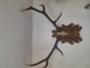 Coarne cerb carpatin