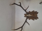 Coarne cerb carpatin