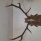 Coarne cerb carpatin