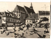 CPIB 17364 CARTE POSTALA - BRASOV. PIATA 23 AUGUST, PORUMBEI, Necirculata, Fotografie