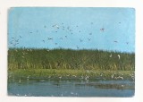 RF185 - Carte Postala - Tulcea. Pasari din Delta Dunarii, circulata 1979
