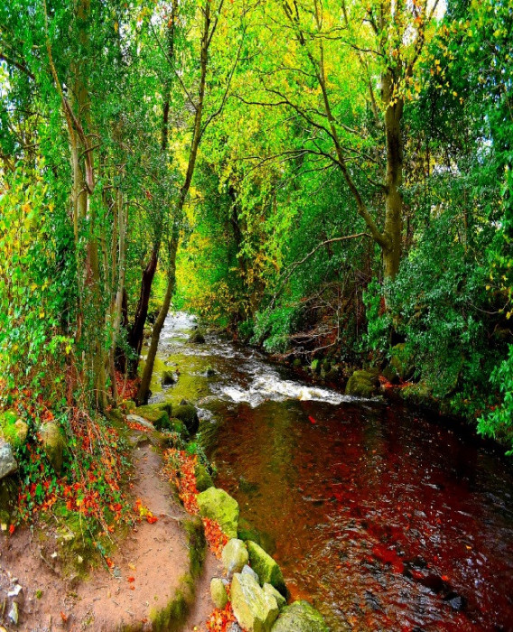 Fototapet de perete autoadeziv si lavabil R&acirc;ul din padurea verde, 150 x 205 cm