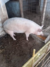 Vand porc 130 kg crescut la tara foto
