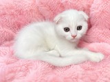 Motănel alb Scottish Fold, cu Pedigree