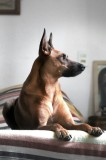 Tablou Canvas, "C&acirc;ine elegant contempl&acirc;nd orizontul liniștit", Nu pot să identific persoana sau elementele specifice din imagine, dar pot spune că est