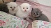 V&acirc;nd pui Scottish fold