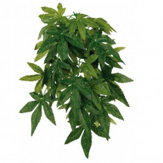 Planta de terariu Abutilon - agatabila 20 x 30 cm foto