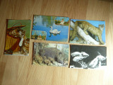 5 Ilustrate Fauna Romania , cca 1976