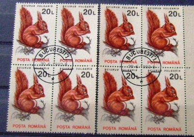 ROMANIA Animale eroare foto