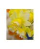 Narcise Narcissus, Milena, Galben, 14/16, 1 Bulb, Oem