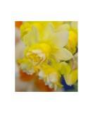 Cumpara ieftin Narcise Narcissus, Milena, Galben, 14/16, 1 Bulb, Oem