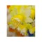 Narcise Narcissus, Milena, Galben, 14/16, 1 Bulb