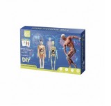 Set educativ model anatomic corpul uman 3D