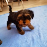 Yorkshire Terrier mini toy pasaport