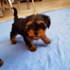 Yorkshire Terrier mini toy pasaport