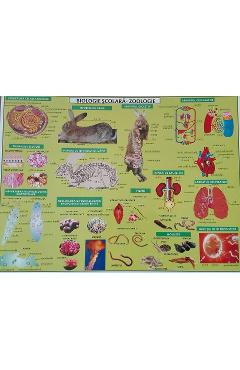 Plansa Biologie scolara. Zoologie