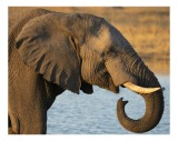 Tablou Canvas, "Elefant l&acirc;ngă apă la apus", Elefant, Apă, Urechi, Trompă, Fildeș, Natură, Piele, Mamifer, 39 x 26 cm, CMCLASS