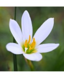 Zephyranthes Candida, Crinul Zefirului Alb, 5/+, alb, bulbi, Oem