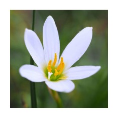 Zephyranthes Candida, Crinul Zefirului Alb, 5/+, alb, bulbi