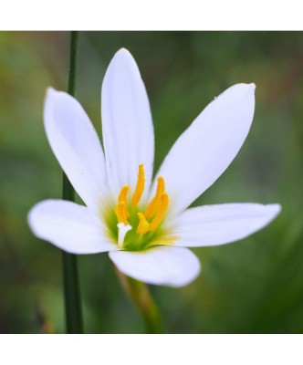 Zephyranthes Candida, Crinul Zefirului Alb, 5/+, alb, bulbi foto
