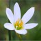 Zephyranthes Candida, Crinul Zefirului Alb, 5/+, alb, bulbi