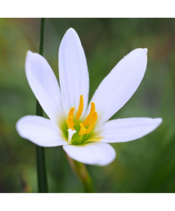 Zephyranthes Candida, Crinul Zefirului Alb, 5/+, alb, bulbi