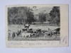 Rară! Carte poștală cu văcar din Noumea/Noua Caledonie,circulată 1903, Circulata, Printata