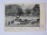 Cumpara ieftin Rară! Carte poștală cu văcar din Noumea/Noua Caledonie,circulată 1903, Circulata, Printata