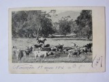 Cumpara ieftin Rară! Carte poștală cu văcar din Noumea/Noua Caledonie,circulată 1903