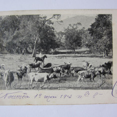 Rară! Carte poștală cu văcar din Noumea/Noua Caledonie,circulată 1903