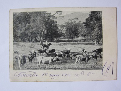 Rară! Carte poștală cu văcar din Noumea/Noua Caledonie,circulată 1903 foto