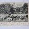 Rară! Carte poștală cu văcar din Noumea/Noua Caledonie,circulată 1903