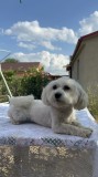 Cățelușă bichon