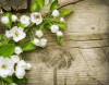 Fototapet Flori de cires, 400 x 250 cm