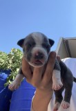 C&acirc;inii amstaff de v&acirc;nzare