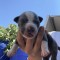 C&acirc;inii amstaff de v&acirc;nzare