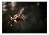Tablou Canvas, "Vulturul &icirc;n zbor spre prada sa", Majestic, Powerful, Focused, Graceful, Wild, 39 x 26 cm, CMCLASS