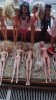 12/Papusi H=28/cm., Barbie