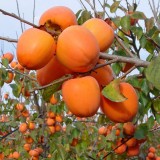 Pomi Kaki Rojo Brillante Rezistent Ger, Altoiti - 10 Bucati, Productie Italia