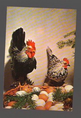 CPIB 20017 CARTE POSTALA - FELICITARE - COCOS, GAINA, COS CU OUA, NECIRCULATA foto