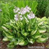 Hosta &bdquo;Lakeside Little Tuft&rdquo; - crin de toamna- umbra- flori mov - 2 plante + transport gratuit - pt ghivece sau gradina