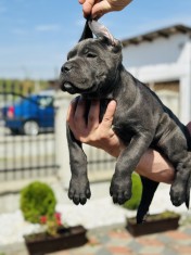 Pui de Cane Corso Blue foto