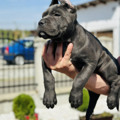 Pui de Cane Corso Blue