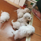 Pui Bichon