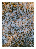 Tablou Canvas, "Armonie de culori &icirc;n pădurea &icirc;nghețată", Pădure, Zăpadă, Aerian, &Icirc;nghețat, Tablou, Simetrie, Peisaj, Frumusețe, 26 x 39 cm, CMCLASS