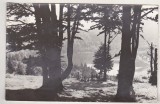 bnk cp Tusnad - Lacul Sf Ana - necirculata