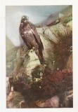 RF50 -Carte Postala- Maximafilie, necirculata