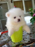 Pomeranian mini spitz